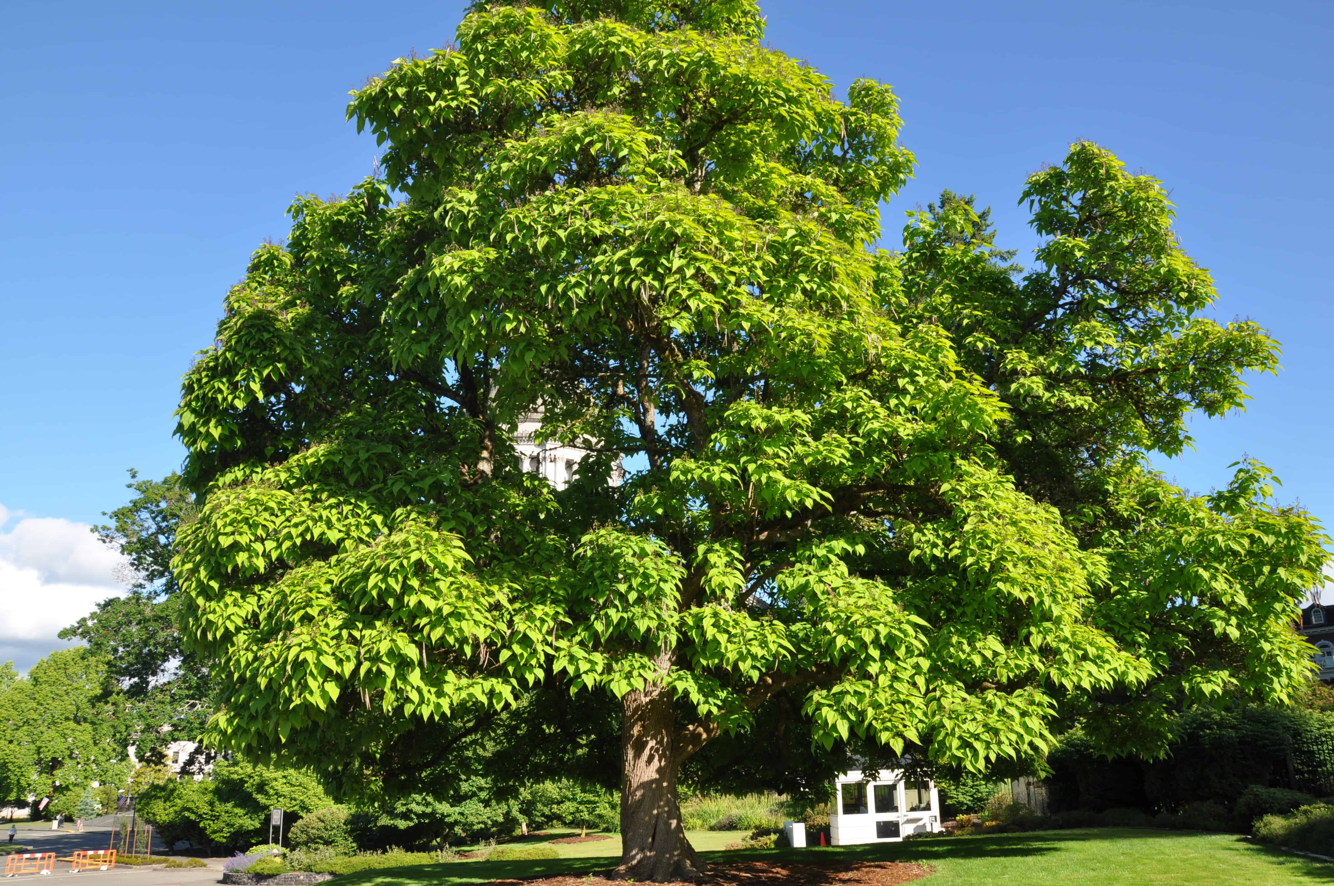 Western Catalpa Plant Guide